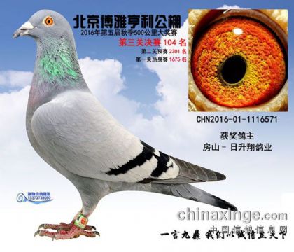 北京博雅亨利公棚500公里决赛104名  雄