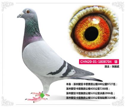 涿州爱亚卡普赛鸽公棚520公里决赛2996名   雄