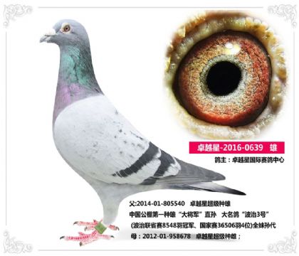 卓越星国际赛鸽中心--大将军639   雄