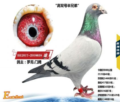 罗尼.门腾--“高双号半兄弟” 658   雄