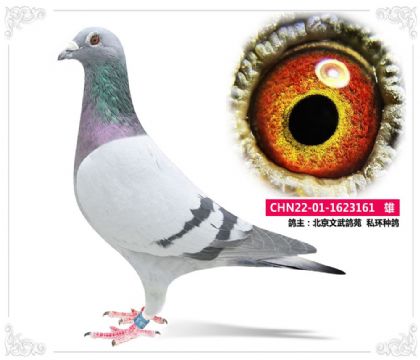 北京文武鸽苑  私环种161   雄