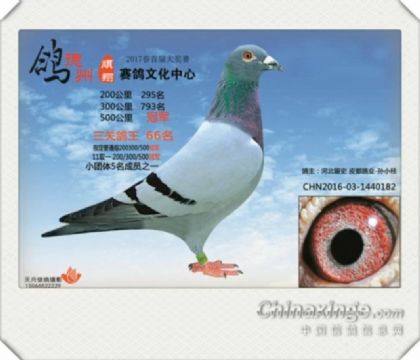 山东德州顺翔赛鸽公棚500公里决赛冠军  雄