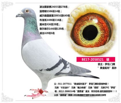 罗尼.门腾--”黄金配对”直孙  521   雄