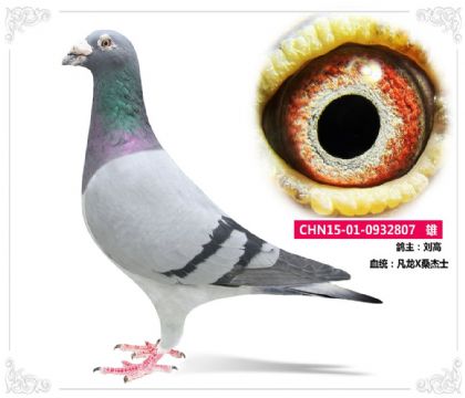 刘高--凡龙X桑杰士807   雄