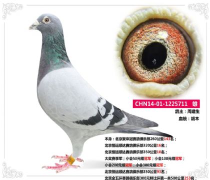 北京恒运顺达赛鸽俱乐部350公里10名   雄