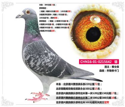 北京德兴赛鸽俱乐部特比环300元组双关鸽王冠军  雄