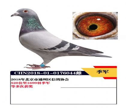 北京通州鸽会520公里季军  雌