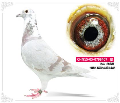 特比环五关鸽王劳拉血系407   雌