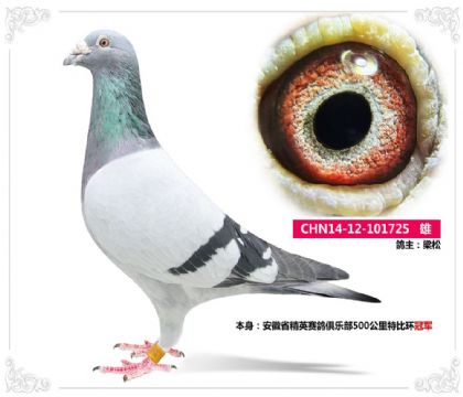 安徽省精英赛鸽俱乐部500公里特比环冠军   雄