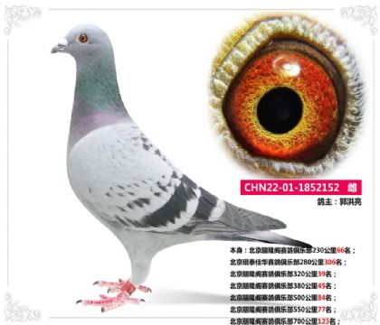 北京朋隆阁赛鸽俱乐部700公里123名   雌