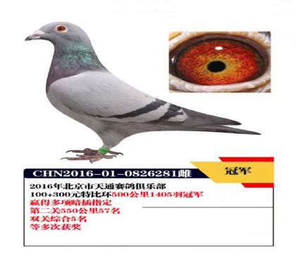 北京天通赛鸽俱乐部300元特比环双关综合5名   雌