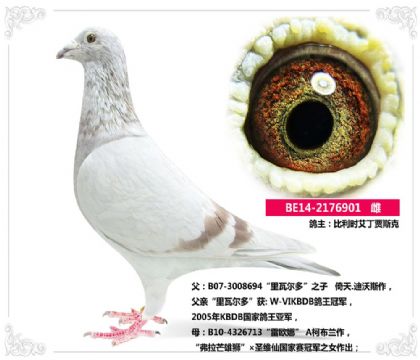 比利时艾丁贾斯克--倚天.迪沃斯901   雌