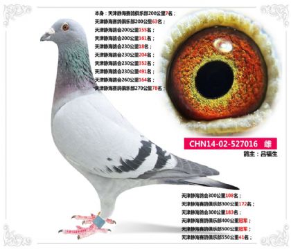 天津静海赛鸽俱乐部500公里冠军   雌