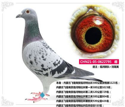 刘琨英-内蒙古飞煌商贸临河特比环四关综合510名   雌