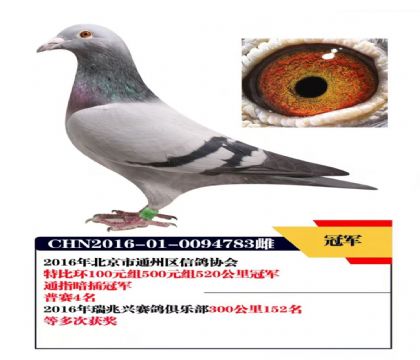 北京通州鸽会520公里4名;特比环大奖赛冠军   雌
