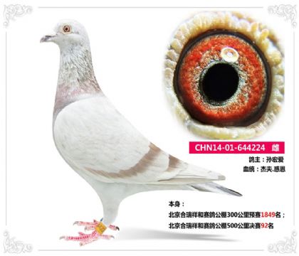 北京合瑞祥和赛鸽公棚500公里决赛92名   雌