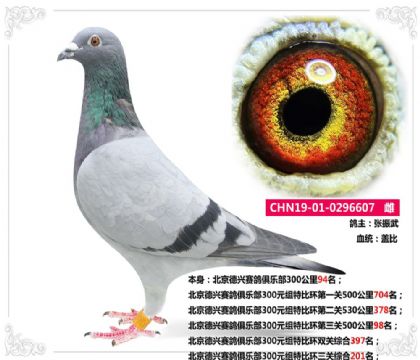 北京德兴赛鸽俱乐部300元组特比环三关综合201名  雌