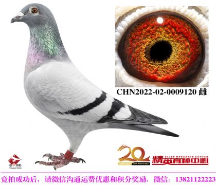 世界銘鴿“奶酪小子”孫女/宇航大棚成績(jī)鴿