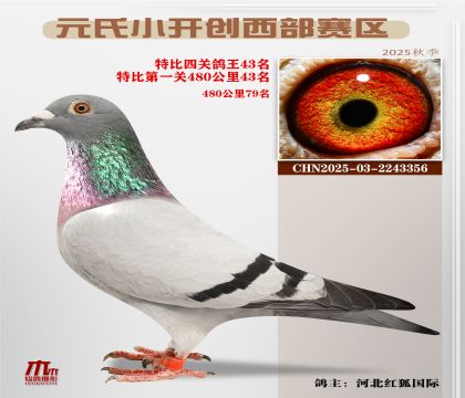 С_(ki)(chung)^(q)رP(gun)43