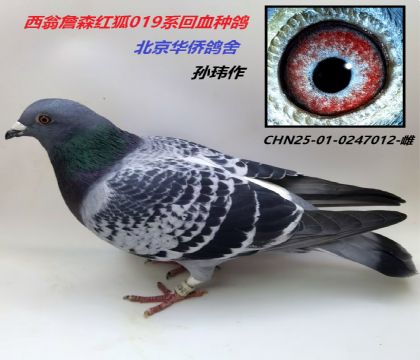 7̖(ho)--ղɭ019ϵ--0247012-c(din)-