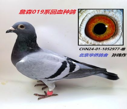 5̖(ho)--ղɭ019ϵXħϵ-1052977-