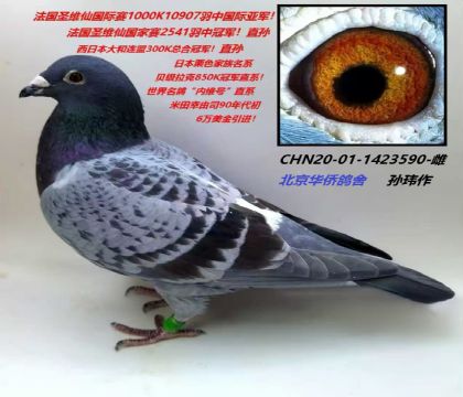 1̖(ho)-Aϵ-1423590-