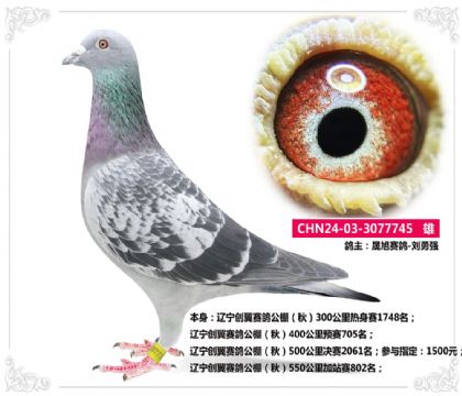 |(chung)ِ550վِ802   	