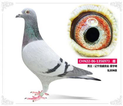 |ïʢI(y)-   ˽h(hun)N	973   	