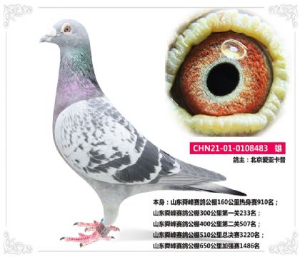 ہ---ɽ|˴ِ300һP(gun)233