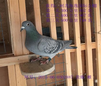 母親 金戈女王直女