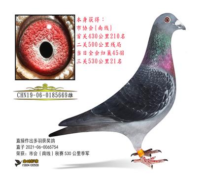 父親 金紅眼直子