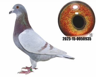 A(y)ِʮQِƽ݅ղɭֲ