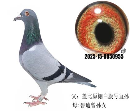 贈(zèng)品同窩雌