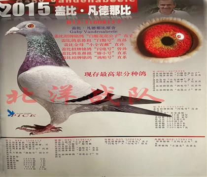 贈(zèng)品(父鴿)