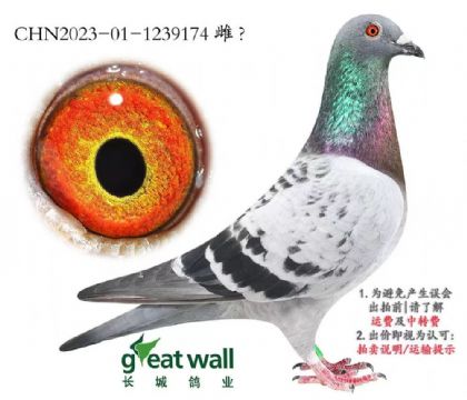 Lǣ\pXoWСϿ174