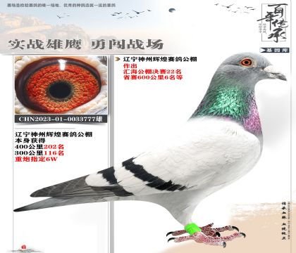 神州公棚重炮777