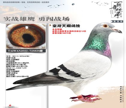 臺蓋比838綜合12名