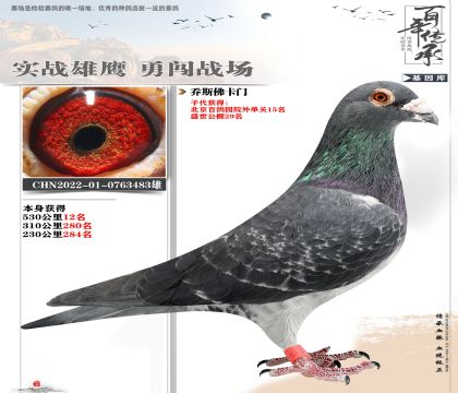 喬斯佛卡門483超級種鴿