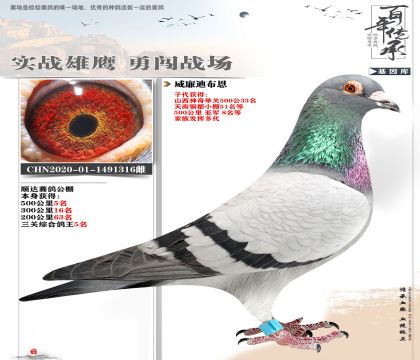 威廉迪布恩316公棚鴿王5名