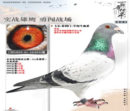 公棚鴿王慕利門軍校生532