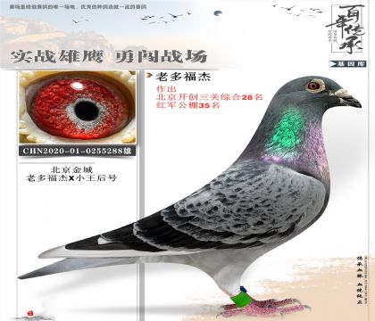 北京金城老多福杰288