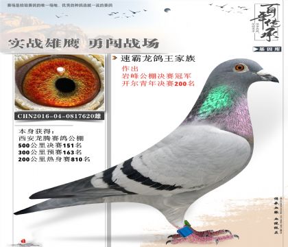 強豪楊新鴿王家族620