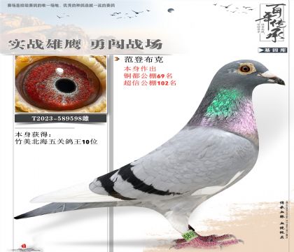 范登布克598鴿王10