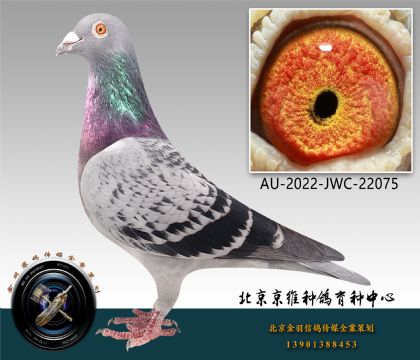 275-AU-2022-JWC-22075