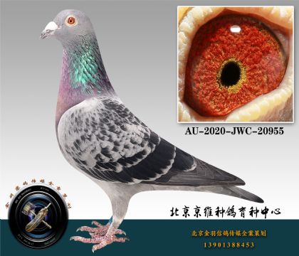 277-AU-2020-JWC-20955