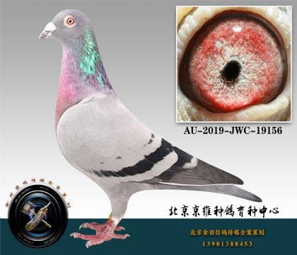 278-AU-2019-JWC-19156