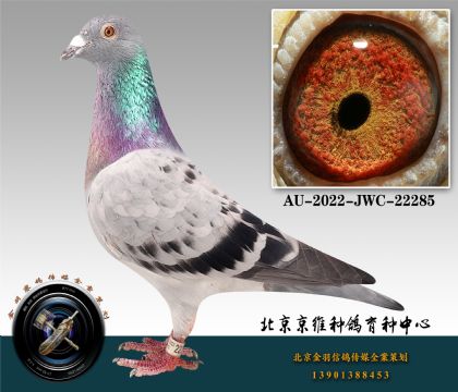 280-AU-2022-JWC-22285