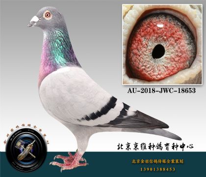 281-AU-2018-JWC-18653