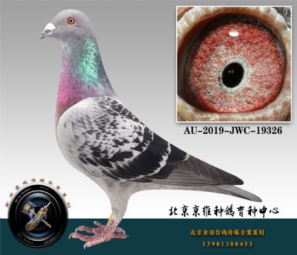 287-AU-2019-JWC-19326