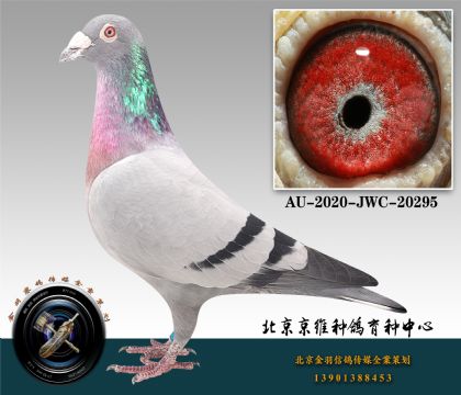 288-AU-2020-JWC-20295